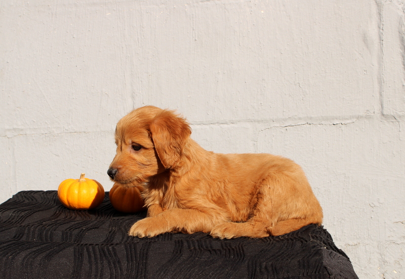 puppy, for, sale, Mini Goldendoodle F1, Matthew B. Stoltzfus, dog, breeder, Gap, PA, dog-breeder, puppy-for-sale, forsale, nearby, find, puppyfind, locator, puppylocator, aca